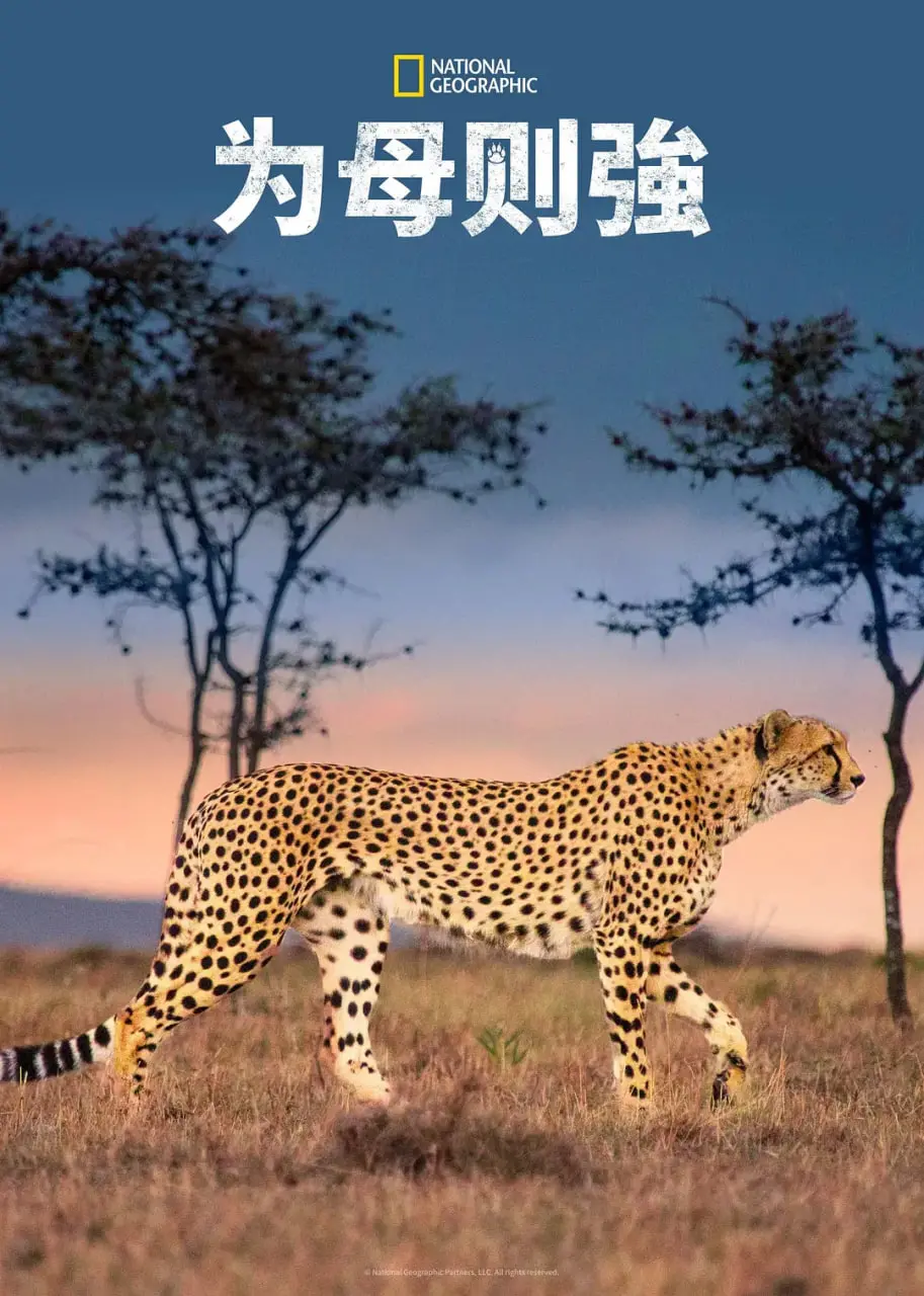 母爱铸就钢铁意志：电影《为母则强》如何点燃家庭情感的熊熊火焰